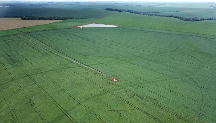  Plantio de soja avança no Paraná e já cobre 1,3 milhão de hectares, 22% da área prevista